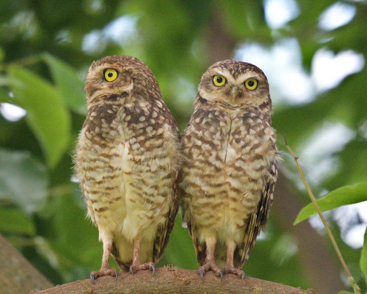 Burrowing Owl - ML641275017