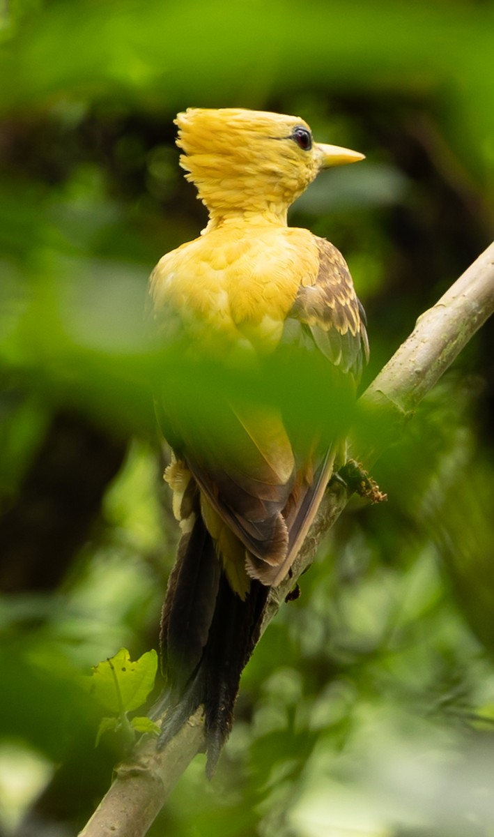 Cream-colored Woodpecker - ML641275030