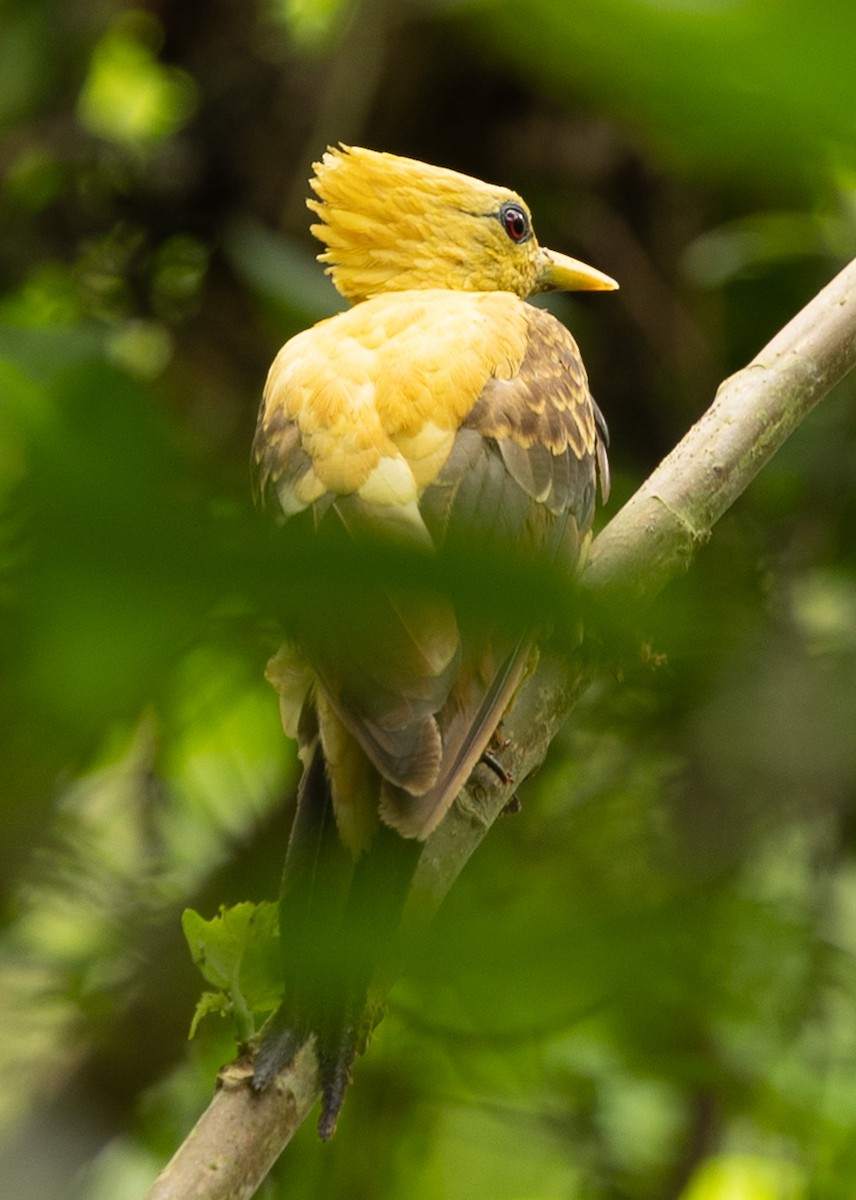 Cream-colored Woodpecker - ML641275031
