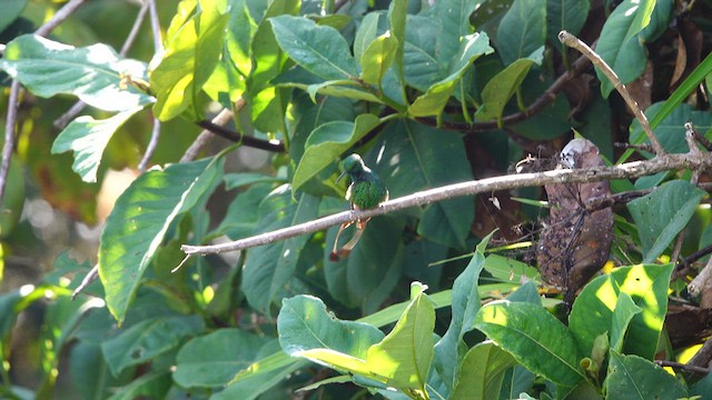 Rufous-booted Racket-tail - ML641275043