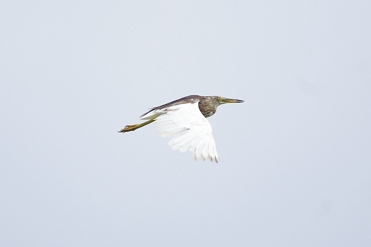 爪哇池鷺 - ML641275050