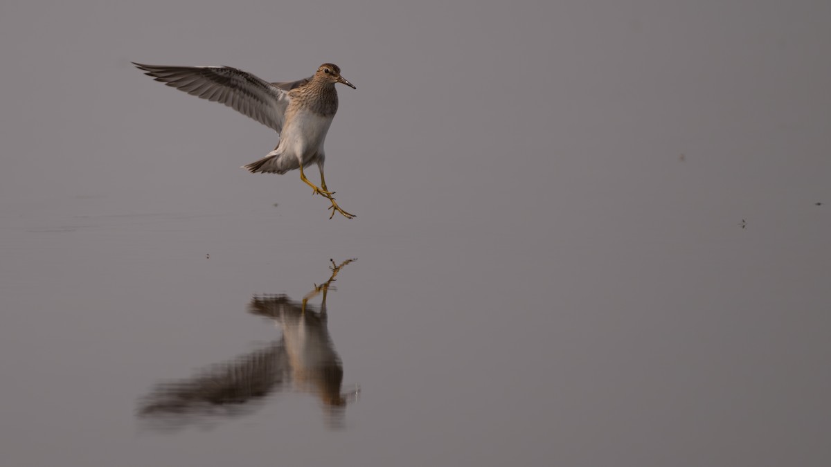 jespák skvrnitý - ML641275051