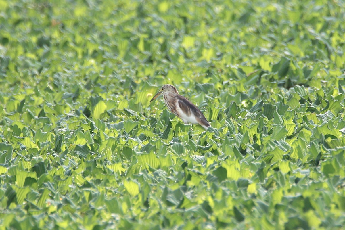 爪哇池鷺 - ML641275053