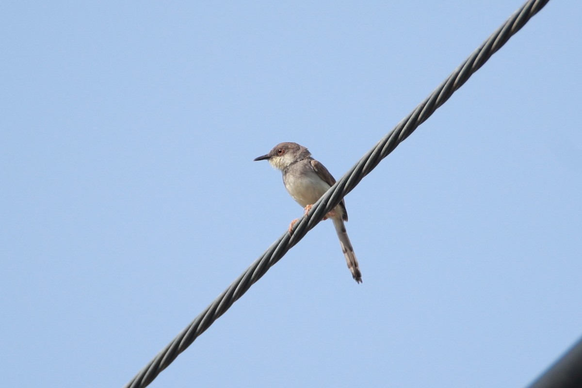 Gray-breasted Prinia - ML641275068