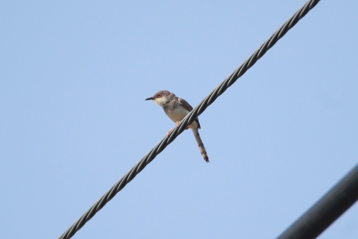 Gray-breasted Prinia - ML641275069