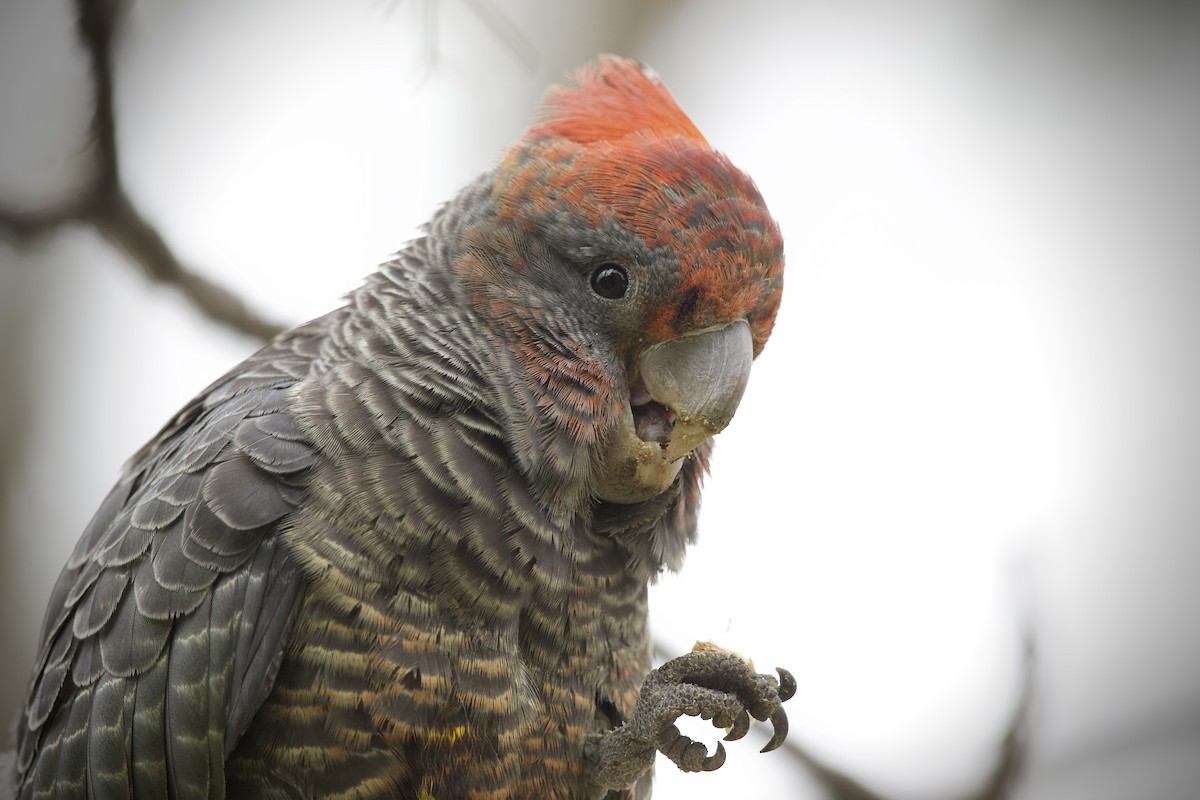 Gang-gang Cockatoo - ML641275070