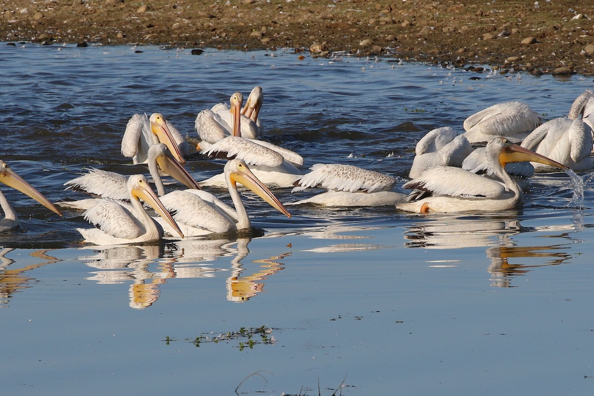 American White Pelican - ML641275071