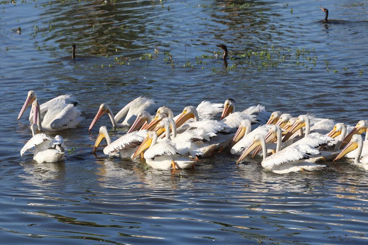 American White Pelican - ML641275072