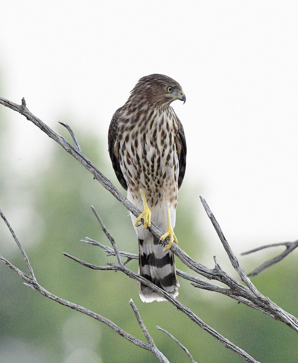 Cooper's Hawk - ML641275073