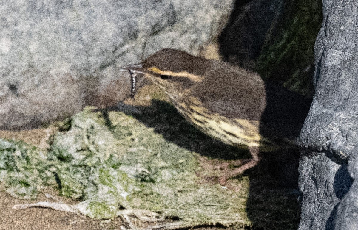 Northern Waterthrush - ML641275074