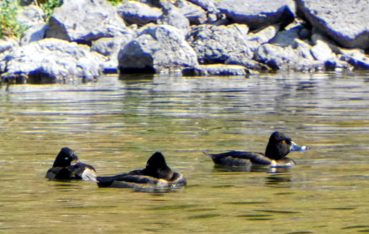 Ring-necked Duck - ML641275075