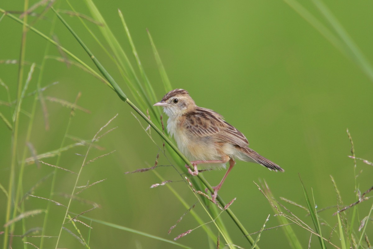 Zitting Cisticola - ML641275076