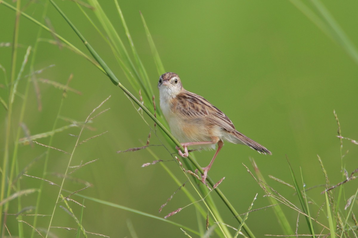Zitting Cisticola - ML641275077