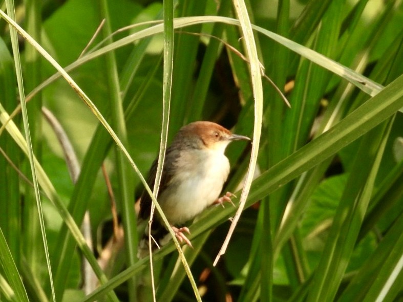 Carruthers's Cisticola - ML641275078