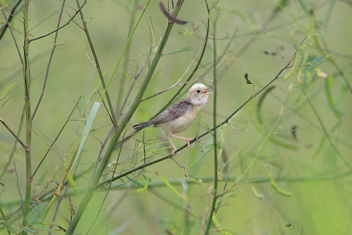 Golden-headed Cisticola - ML641275079
