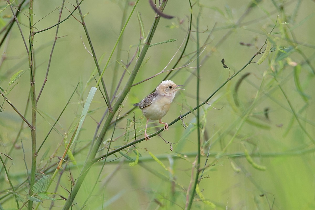 Golden-headed Cisticola - ML641275080