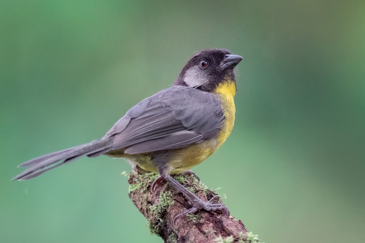 Santa Marta Brushfinch - ML641275081