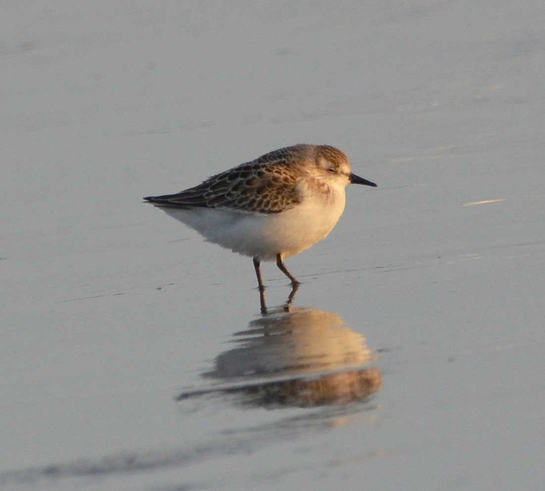 Semipalmated Sandpiper - ML641275082