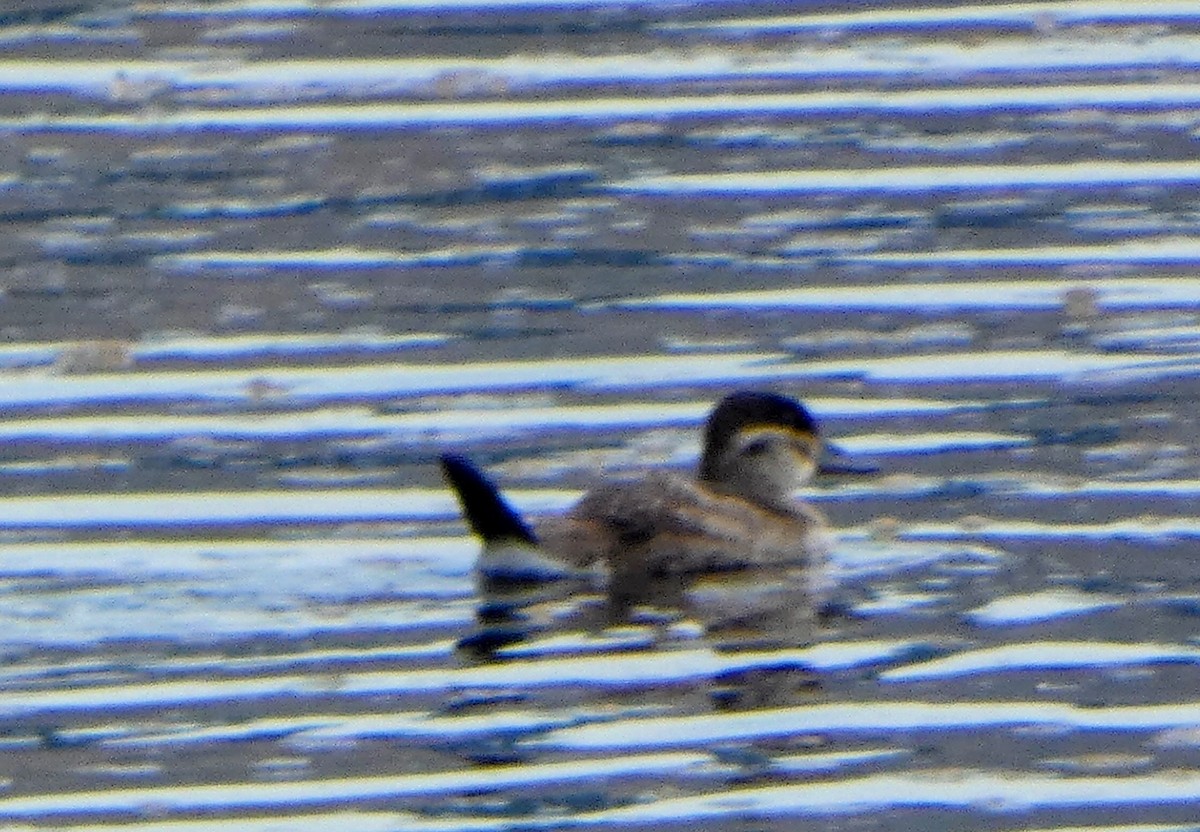 Ruddy Duck - ML641275083