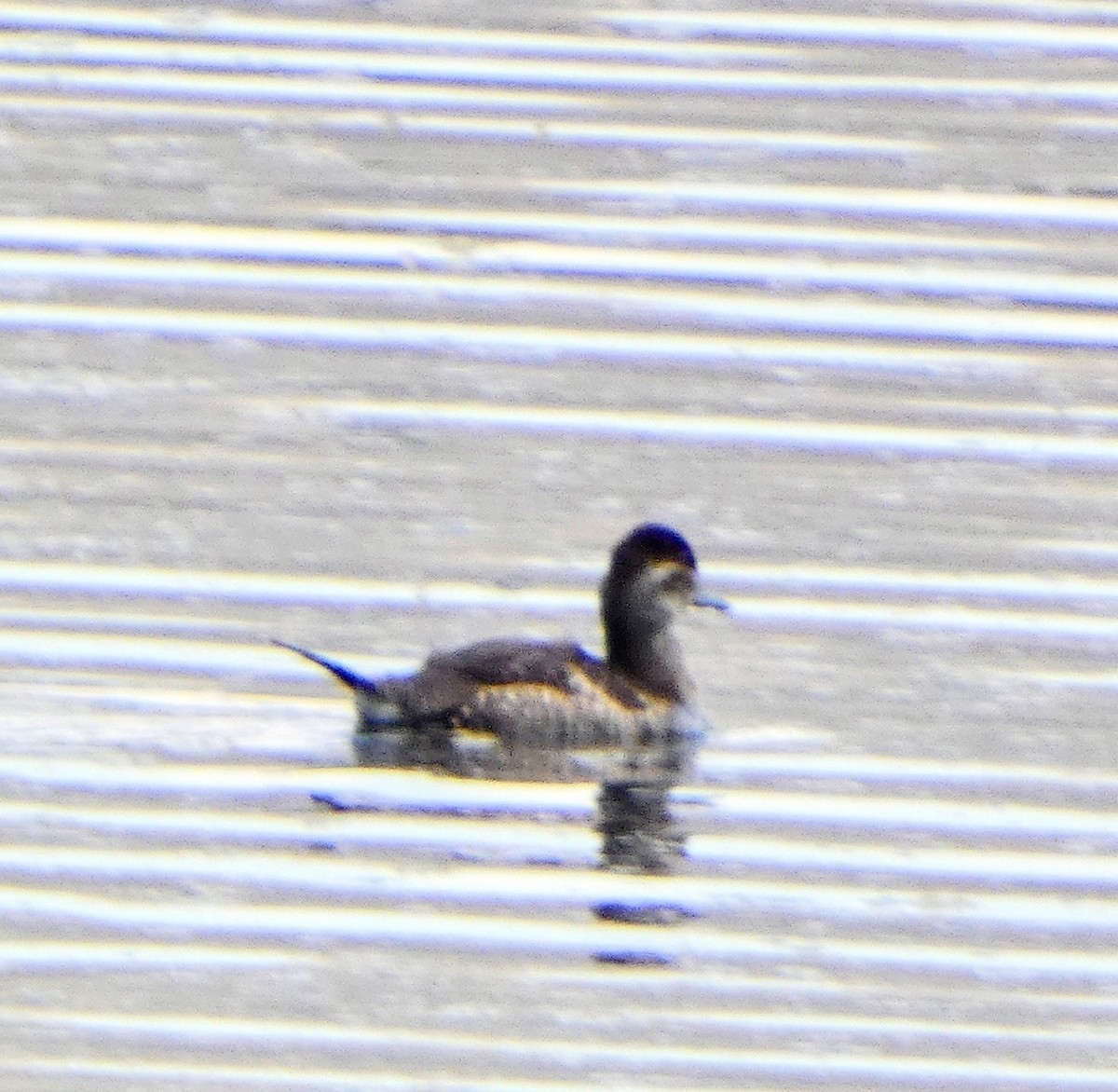 Ruddy Duck - ML641275084