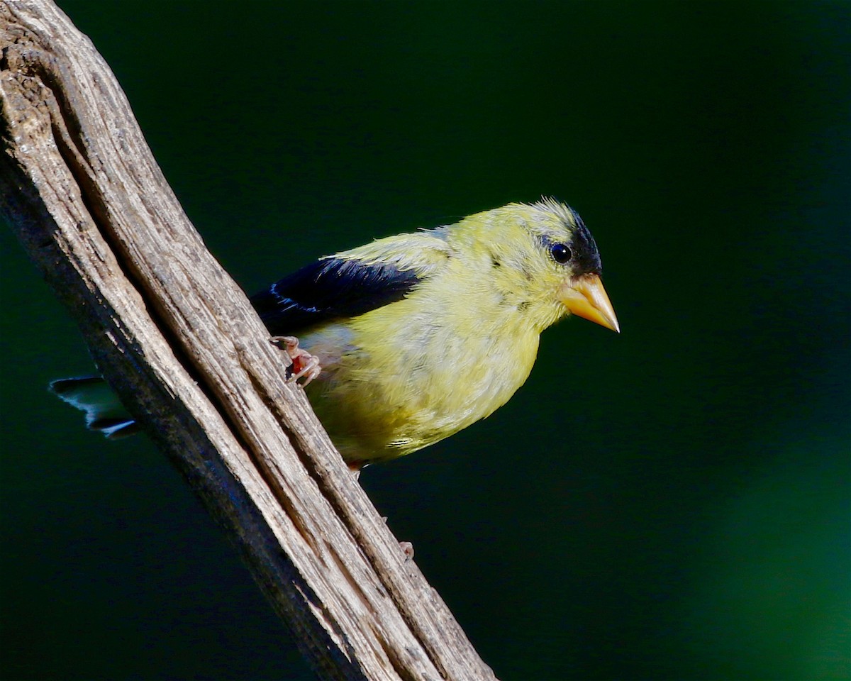 American Goldfinch - ML641275085