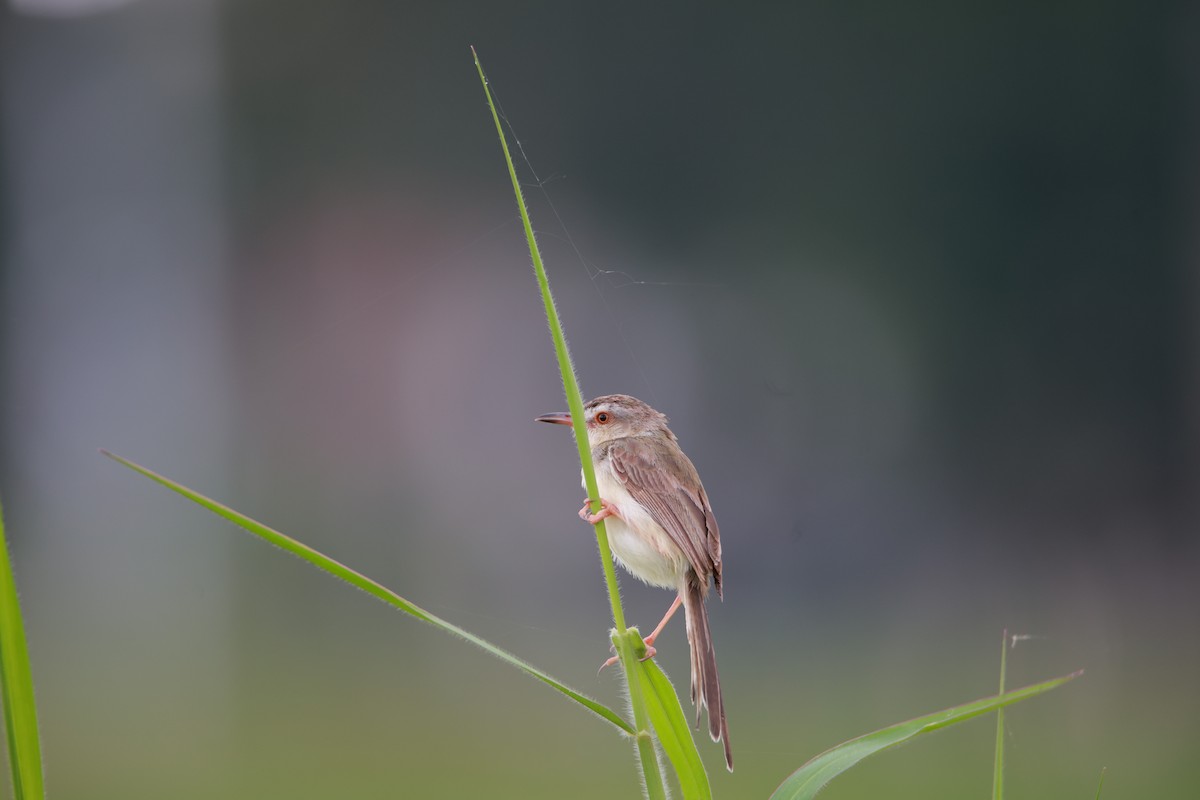 Plain Prinia - ML641275086