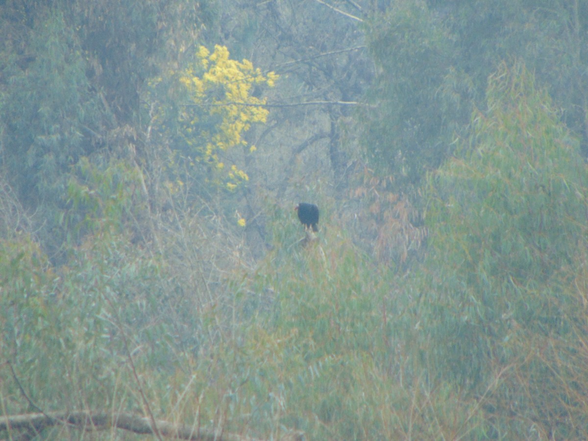 Turkey Vulture - ML641275087