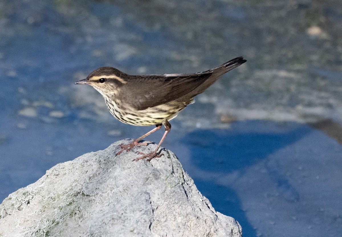 Northern Waterthrush - ML641275089