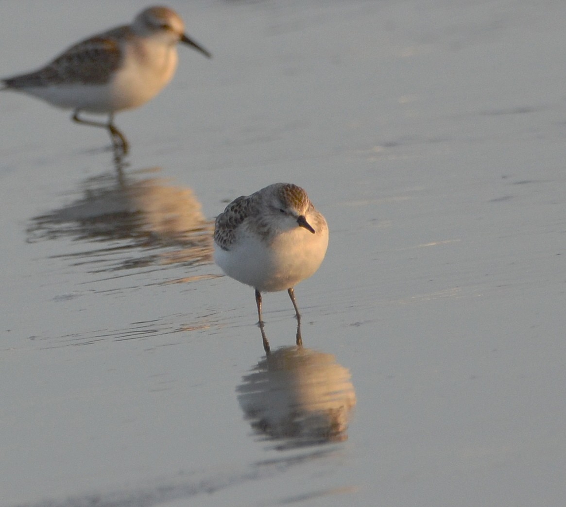 Semipalmated Sandpiper - ML641275090