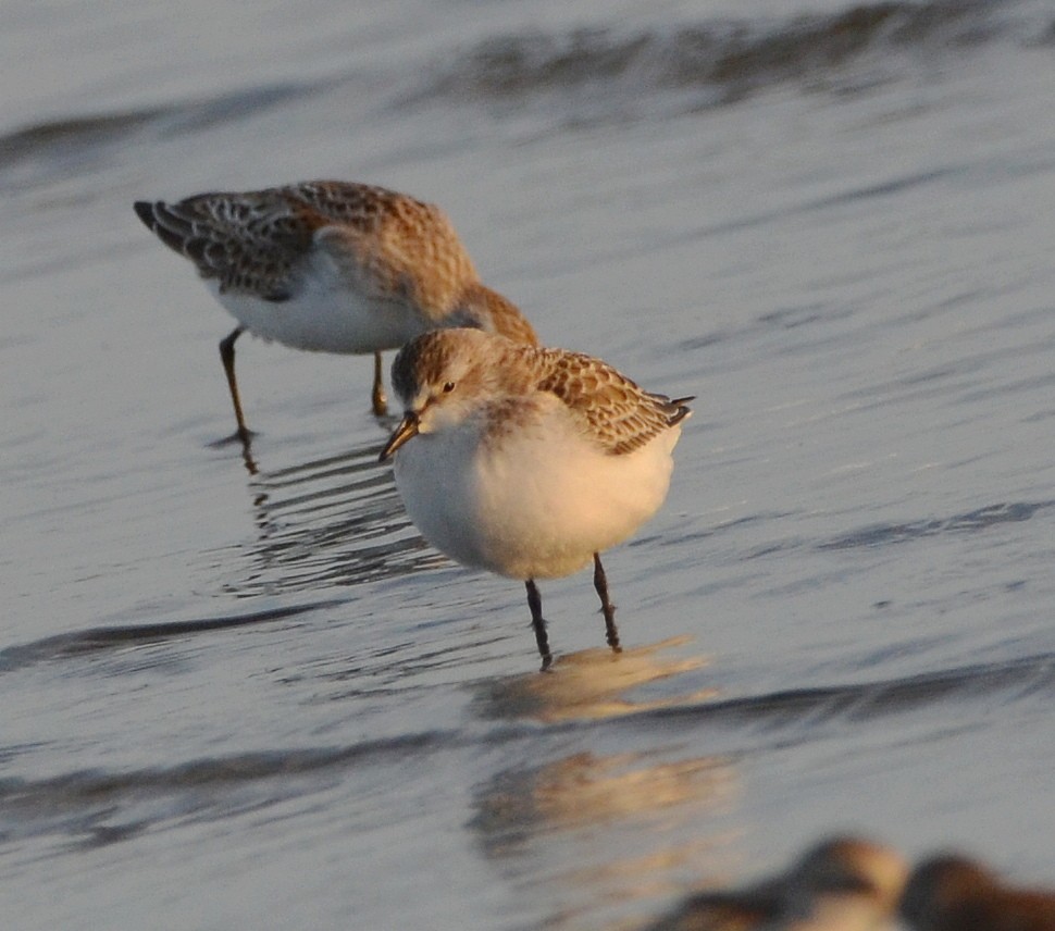 Semipalmated Sandpiper - ML641275091