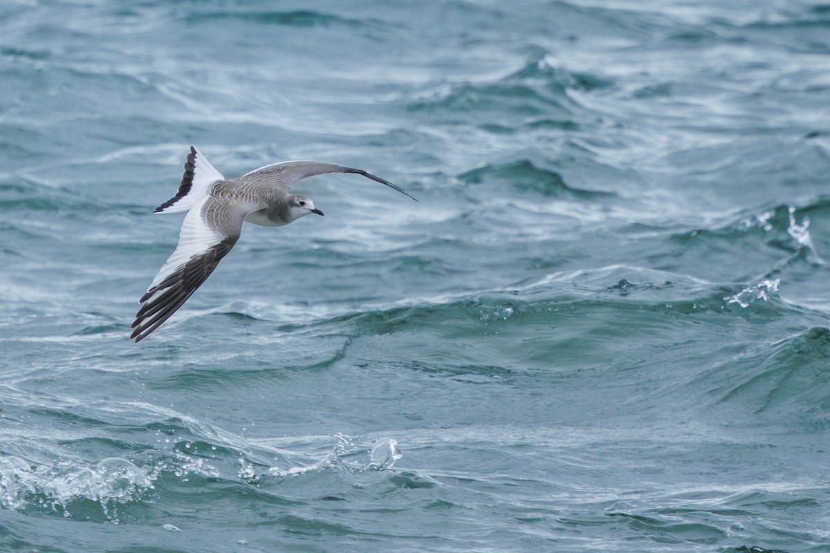 Sabine's Gull - ML641275092