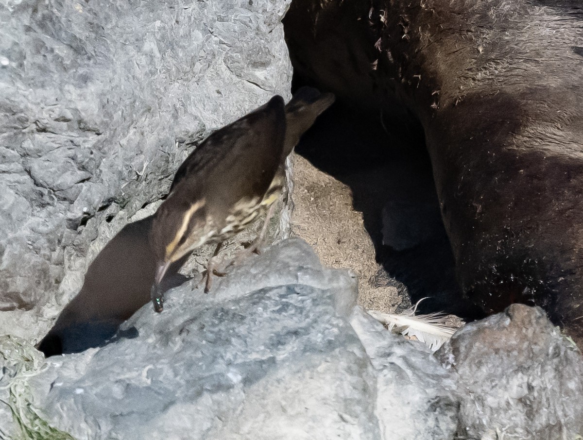 Northern Waterthrush - ML641275097