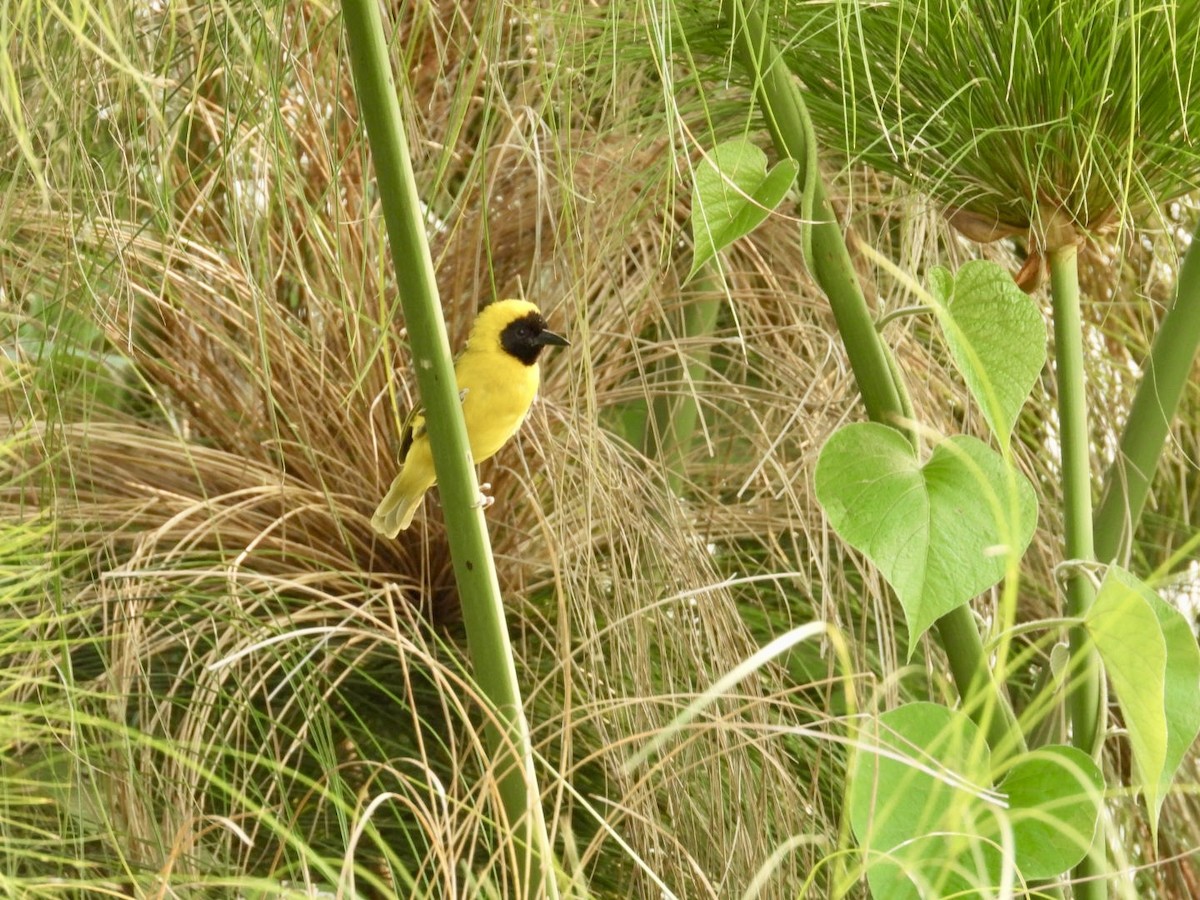 Slender-billed Weaver - ML641275105