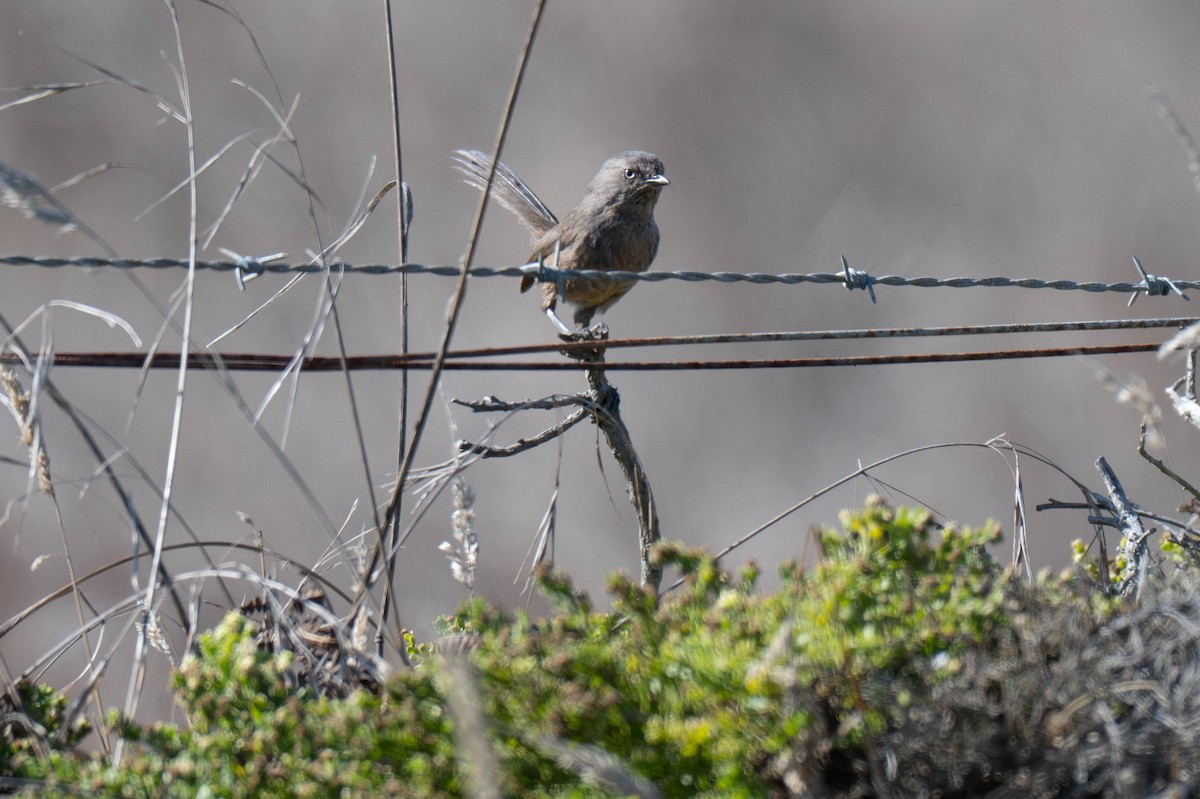 Wrentit - ML641275160