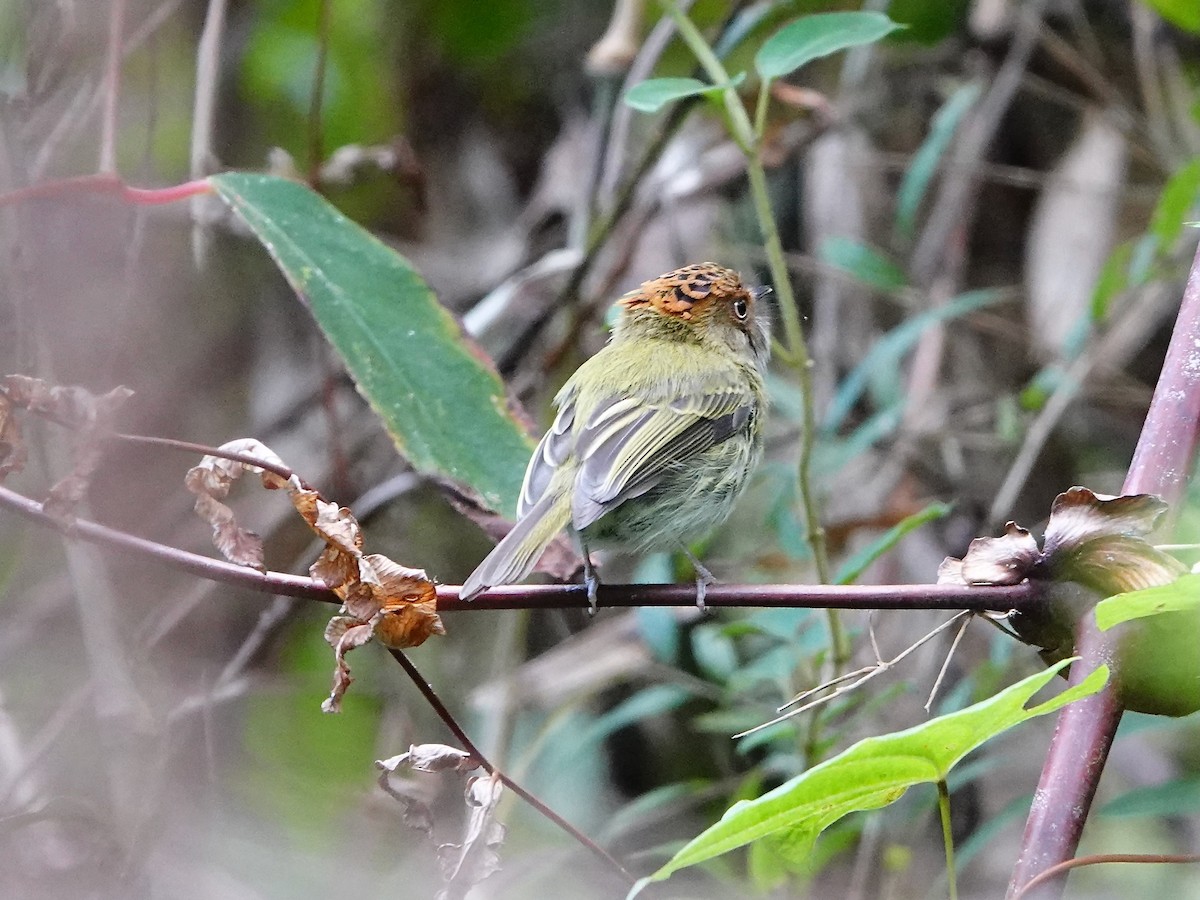 Scale-crested Pygmy-Tyrant - ML641275202