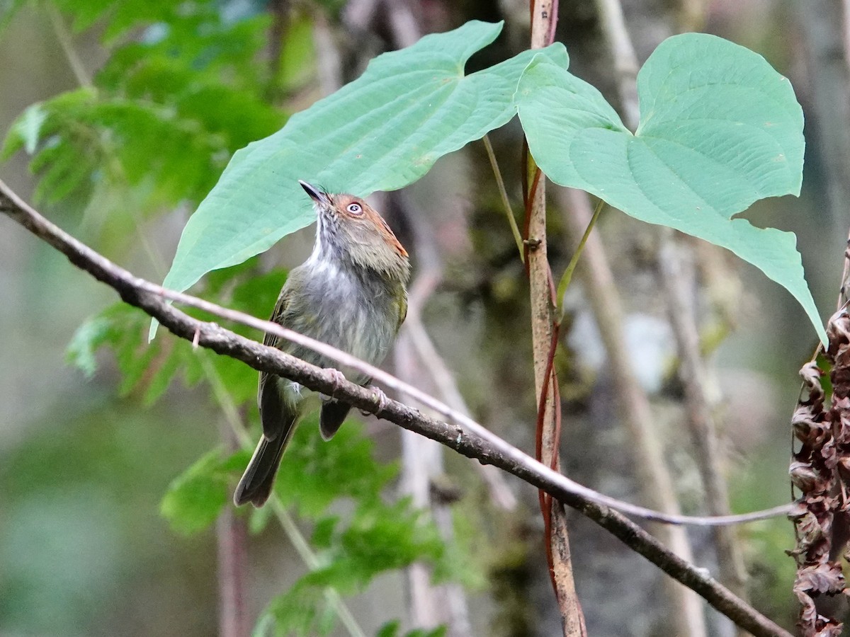 Scale-crested Pygmy-Tyrant - ML641275206