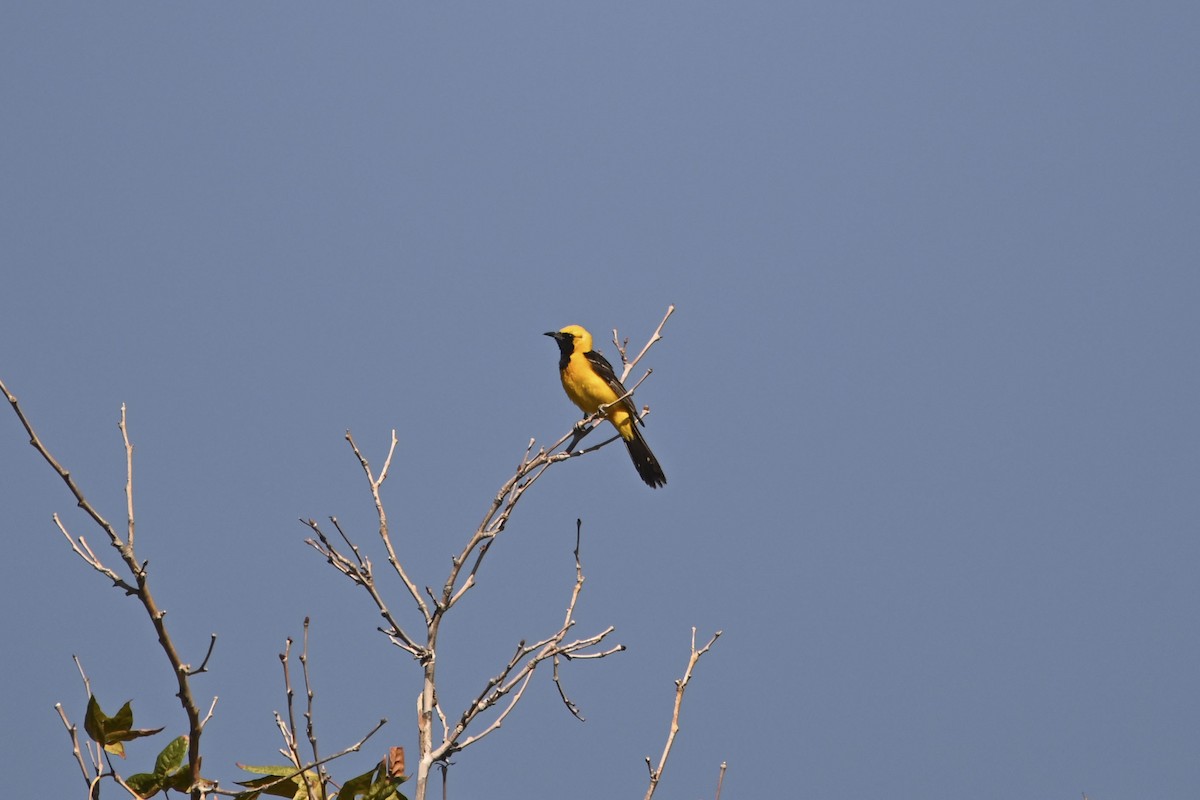 Hooded Oriole - ML641275229