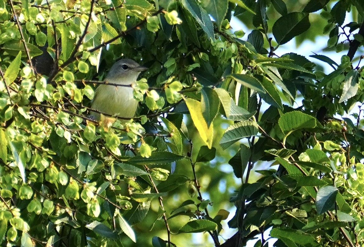 Bell's Vireo - ML641275237