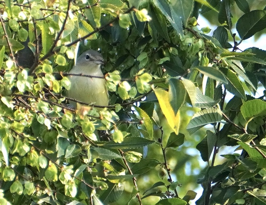 Bell's Vireo - ML641275238