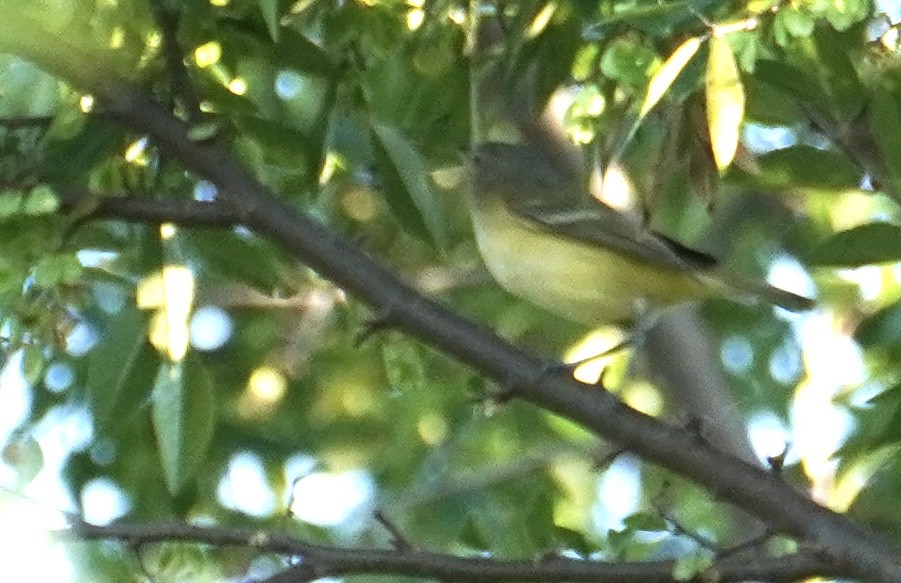 Bell's Vireo - ML641275239