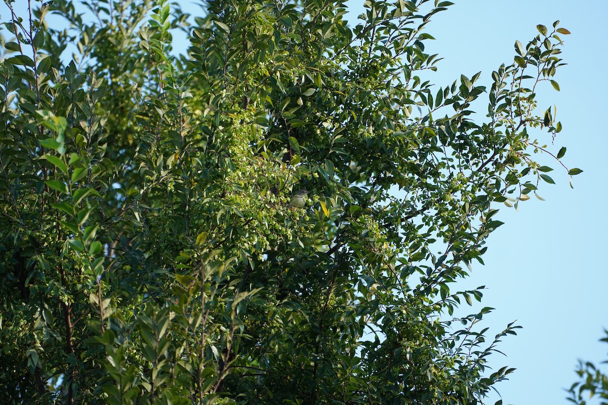 Bell's Vireo - ML641275241