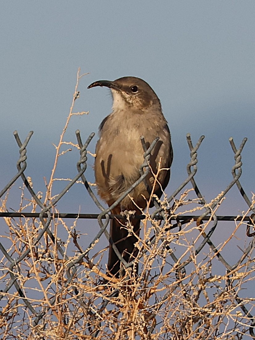 Wüstenspottdrossel - ML641275242