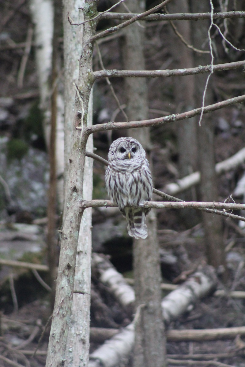 Barred Owl - ML641275252
