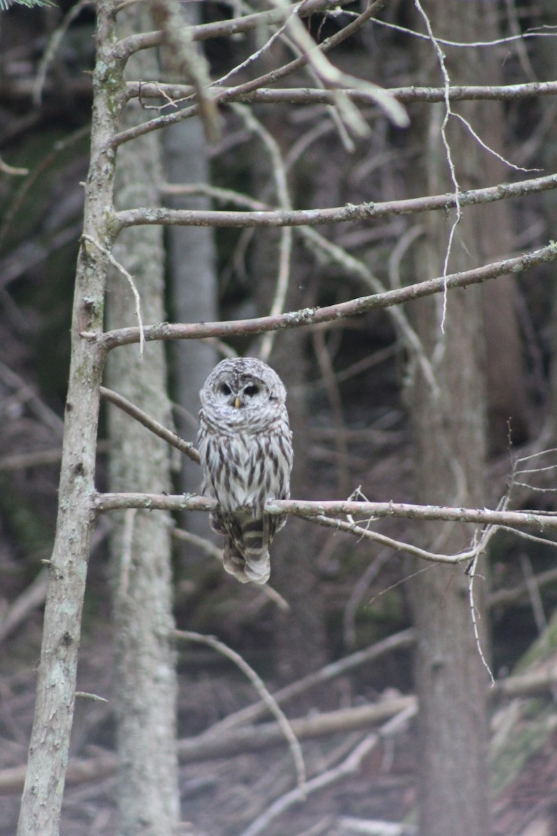Barred Owl - ML641275254