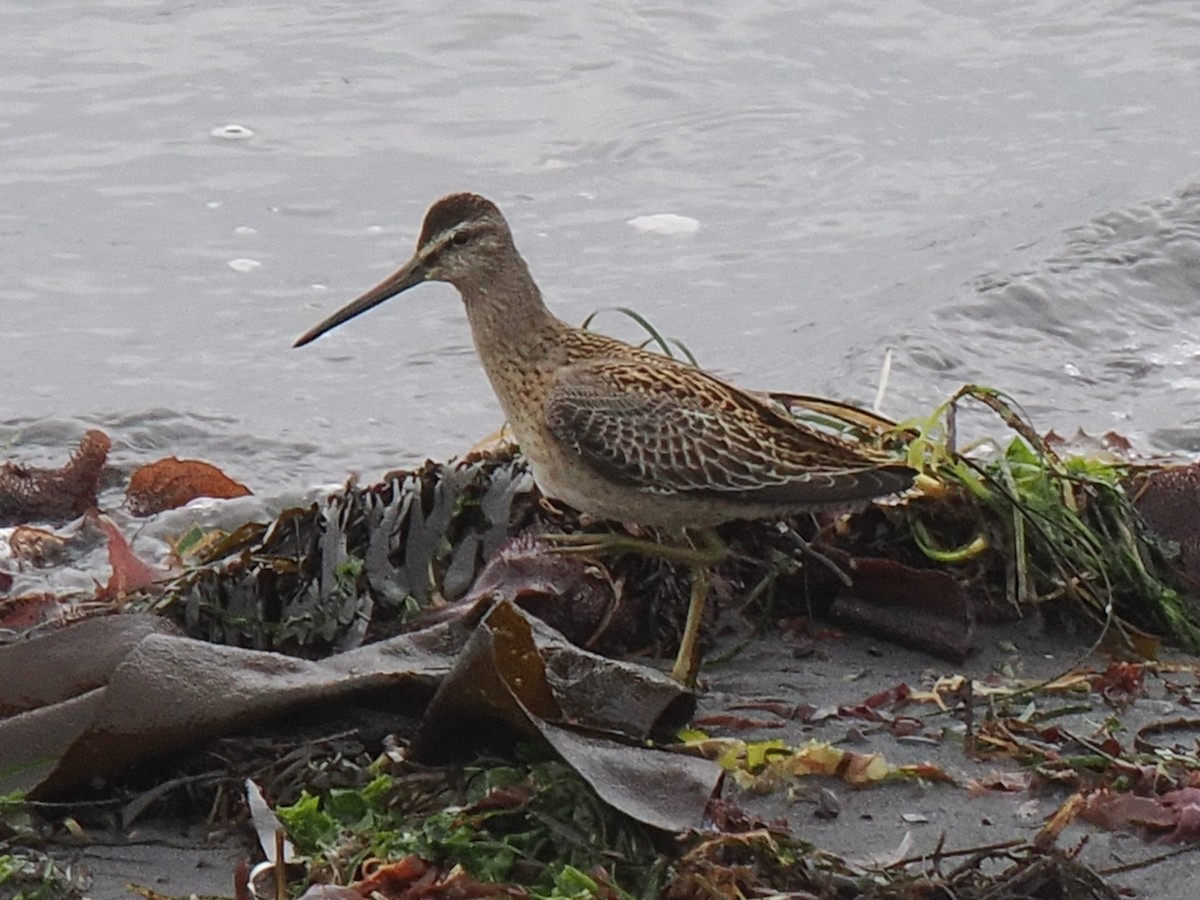 slukovec krátkozobý/dlouhozobý - ML641275258