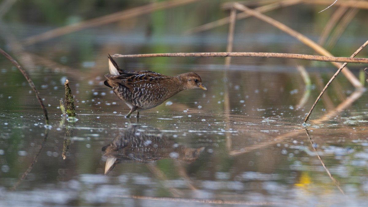 chřástal karolínský - ML641275282