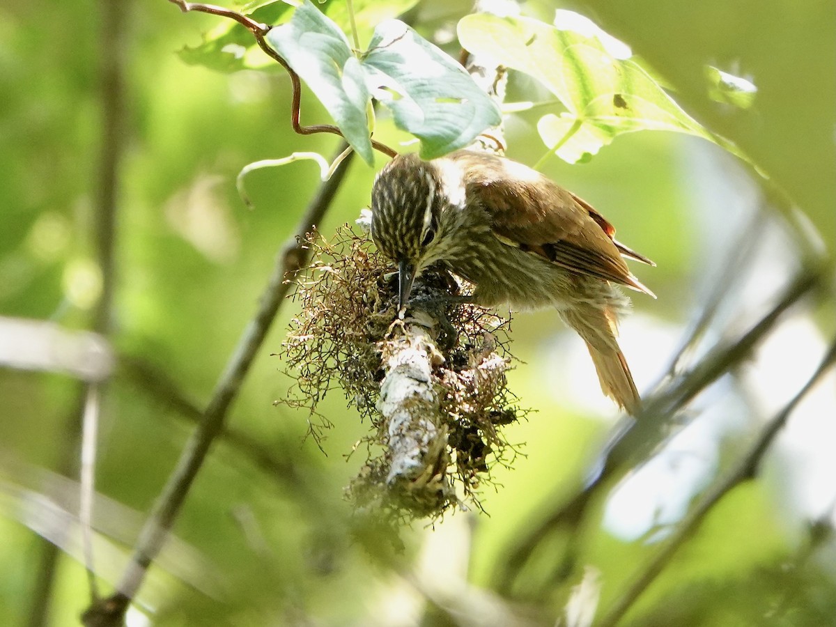 Streaked Xenops - ML641275286
