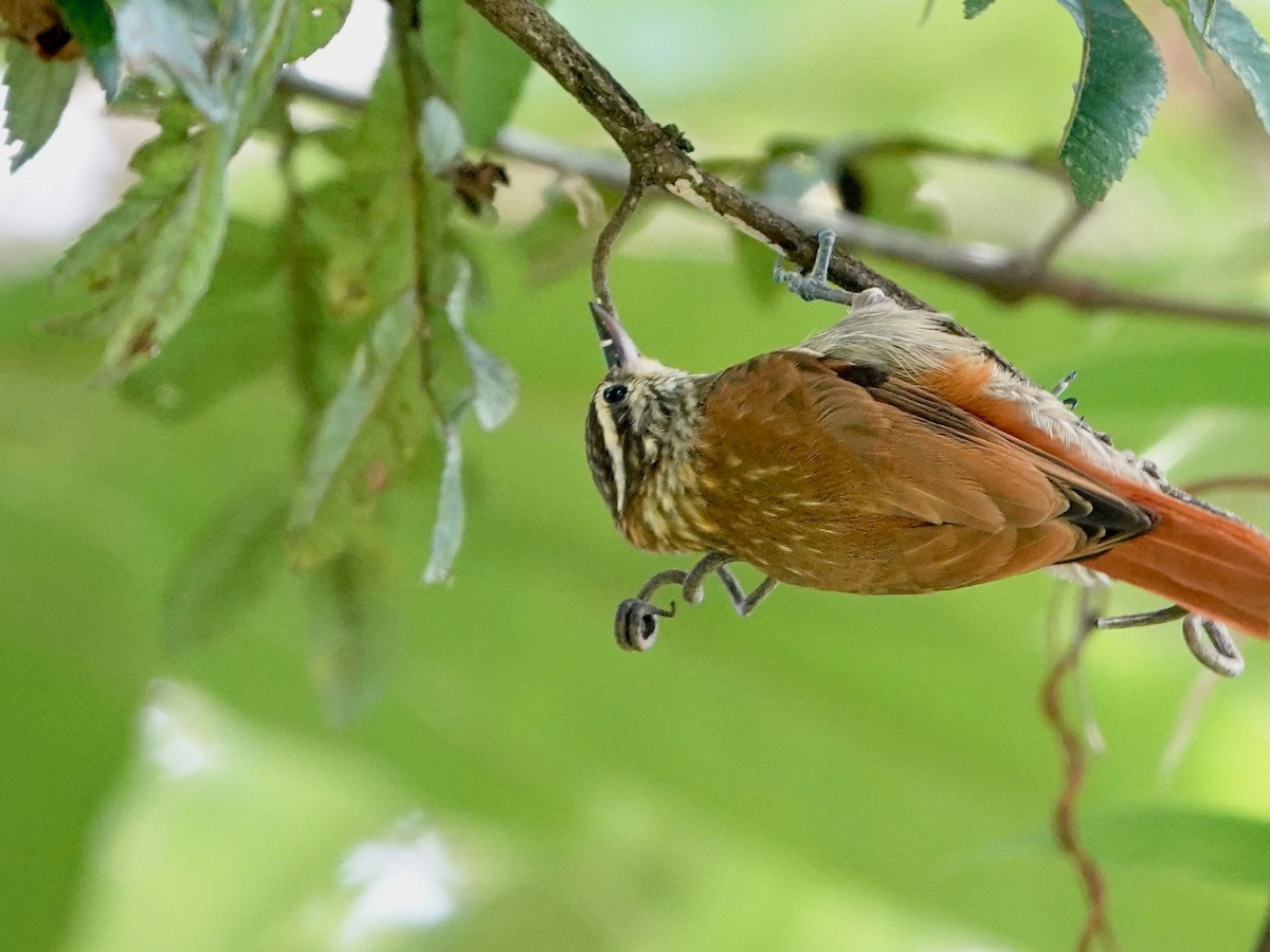 Streaked Xenops - ML641275287