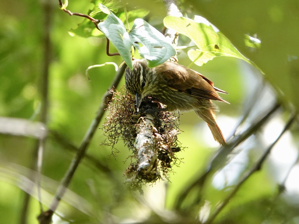 Streaked Xenops - ML641275288