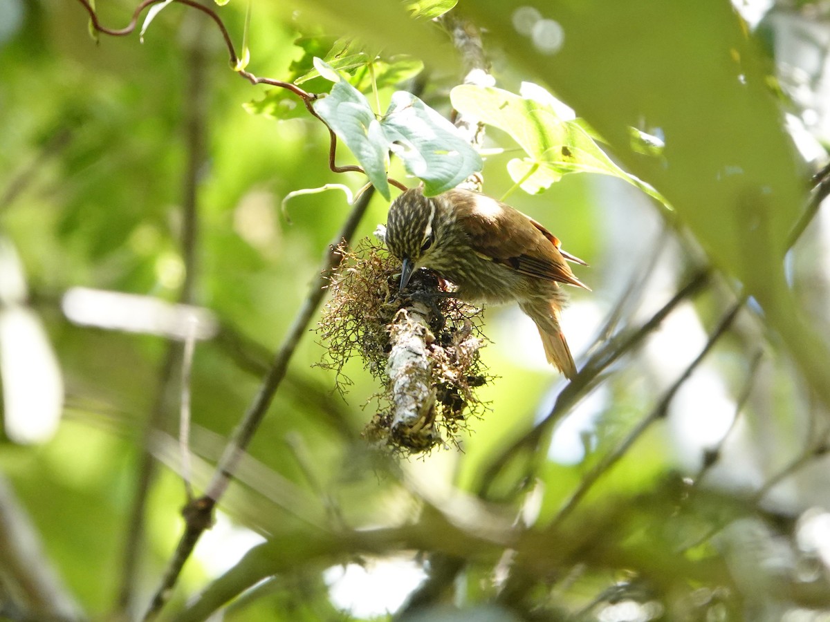 Streaked Xenops - ML641275289